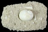Eocene Fossil Gastropod (Globularia) - Damery, France #103861-1